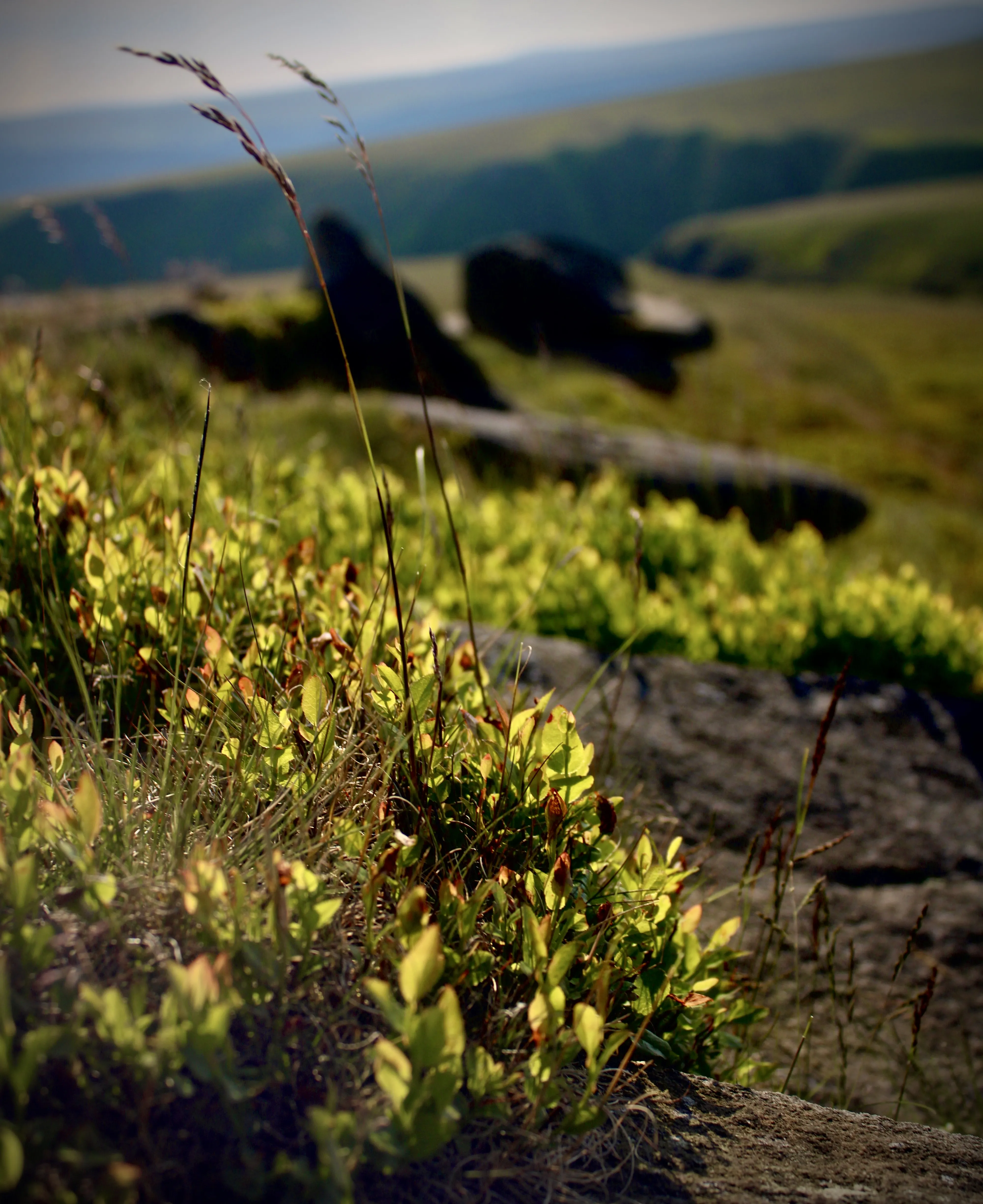 Some plants and rocks